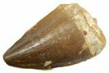 Fossil Mosasaur (Thalassotitan) Tooth - Morocco #364065-1